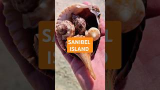 Sanibel Island 🌴 seashells sanibelisland [upl. by Russi]