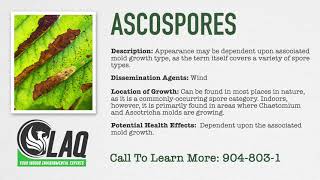 Mold Glossary  Ascospores [upl. by Dionis]