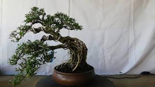 Bonsai Serissa Foetida 12499 Exposed Roots [upl. by Drislane]