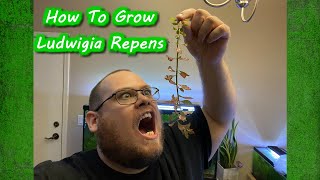 How To Grow Ludwigia Repens [upl. by Kcirdnek]