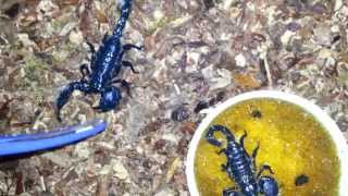 Emperor Scorpions Sting [upl. by Anivid]