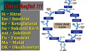 METABOLISME  BIOLOGI  Kelas 12 jembatan keledaicara mudah menghafal [upl. by Eittak291]