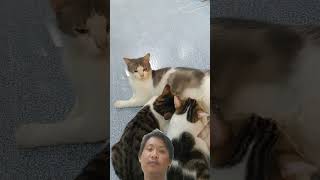 Kocheng nyusuu cat imut kucing lucunya catlover kucinglucu kitten shortvideo shorts [upl. by Ebeneser]