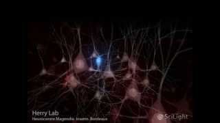 Prefrontal PV Interneurons In Fear Behavior [upl. by North]