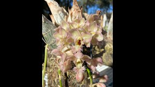 Show amp Tell  Clowesia Grace Dunn amp Friends [upl. by Jorgenson]