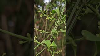 Rubia cordifolia Rakta ManjishtaKannada [upl. by Elleved552]