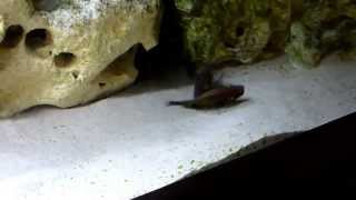 Wild Caught Tropheus Ilangi Breeding [upl. by Aredna]