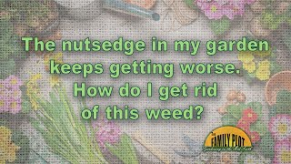 How do I get rid of nutsedge in my garden [upl. by Krysta]