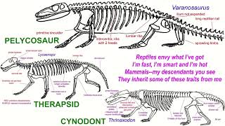 MAMMAL ANCESTOR song [upl. by Briano775]