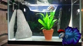 Angelfish Breeding Tank Setup [upl. by Aluin800]