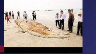 55 Foot Sea Monster Washes Up Shore In China [upl. by Hairaza]