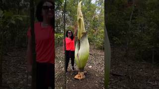 The Corpse Flower🌺 A Closer Look at the Infamous Plant that Smells Like Death ☠️ [upl. by Tara]