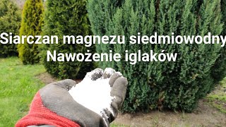 Nawożenie iglaków siarczanem magnezu siedmiowodnym [upl. by Yelrehs595]