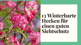 13 Winterharte Hecken für einen guten Sichtschutz [upl. by Finegan384]