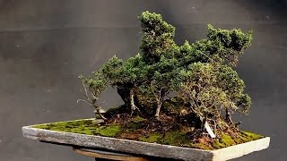 Top 7 Great Bonsai forests [upl. by Airotkciv]