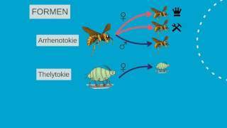 Parthenogenese kurz erklärt [upl. by Eada328]