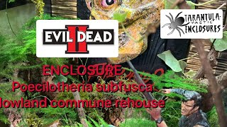 Evil dead 2 enclosure Poecilotheria subfusca lowland commune rehouse [upl. by Benioff]