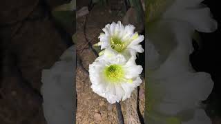 Night Blooming Cereus Cactus [upl. by Farmelo104]