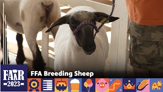 FFA Breeding Sheep – Fair 2023 [upl. by Winne]