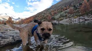 Border Terrier Woody visits Switzerland [upl. by Avik]