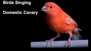 Birds Singing  Domestic Canary  Sounds of Nature [upl. by Christian321]