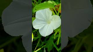 flowers in the farm  Philippines [upl. by Eciral]