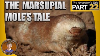 The Marsupial Moles Tale [upl. by Maryrose]