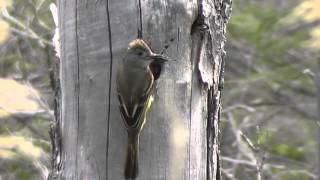 Great Crested Flycatchers and their nest [upl. by Iphagenia]