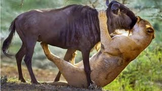 WILD LION ATTACKS  Wildebeest vs Lion  Epic Battle in the jungle [upl. by Gatias427]