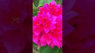 Top 5 Beautiful Flowers beautifulflowers flower rose thinhhanh [upl. by Terrell]