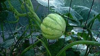 2012 5 19 Garden Diary Pumpkin Patch Trellis Bug Cover watermelon Beans Peas Update [upl. by Irihs]