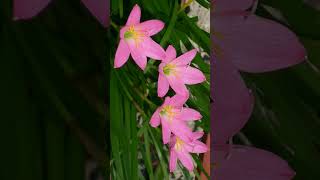 🌾☆⁴•¹ Rosy Rain Lily Zephyranthes rosea in Amaryllis Family Amaryllidaceae [upl. by Nodnnarb]