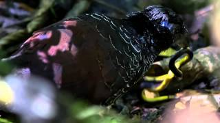 Banded ground Cuckoo in Ecuador HD [upl. by Aicineohp]