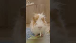 天竺鼠吃播🥬ASMRGuinea pig eating show｜ENG｜毛茸茸的日常EP41｜shorts guineapig 天竺鼠 기니피그 モルモットasmr 吃播 먹방 [upl. by Lazaro555]