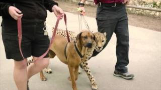 Cheetah and dog race in epic video to see whos faster [upl. by Sirromal118]