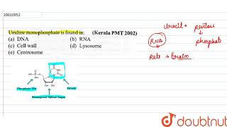 Uridine monophosphate is found in [upl. by Arias637]