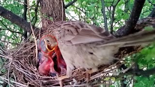 Common babbler mother feeding babies animalswithbirds [upl. by Ynagoham]