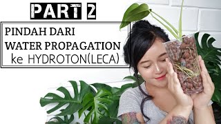 KEMBANGBIAK MONSTERA DARI WATERPROPAGATION KE HYDROTON [upl. by Derriey]