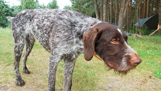 The History and Benefits of the Wirehaired Coat for Dog Breeds [upl. by Lednyk]