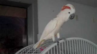 Moluccan Cockatoo scream [upl. by Eveline416]