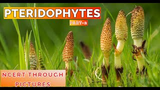 Plant kingdom 07 PTERIDOPHYTES Class11 CBSE NCERT NEET NCERT through pictures Part 2 [upl. by Pals]