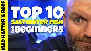 Top 10 Saltwater Fish For Beginners [upl. by Rafaela757]