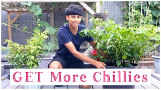 How To Increase The Growth Of Chilli Plants  Grow More Chillies [upl. by Adali591]