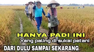 PANEN PADI CIHERANG PADI YANG DI SUKAI PETANI KARENA KUALITAS PADI DAN BERAS NYA SANGAT BAGUS [upl. by Onileva588]