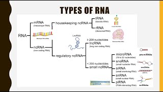 Structure Function and Types of RNA mRNA tRNA rRNAlncRNA miRNA siRNA snoRNA snRNA piRNA [upl. by Olimpia]