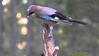 NÖTSKRIKA Eurasian Jay Garrulus glandarius Klipp  905 20 [upl. by Introk84]