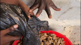 Groundnut criminals caught red handed [upl. by Chesney]