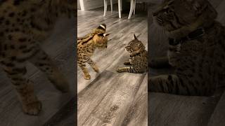 Serval Kitten Sounds cat servals shorts [upl. by Eyssej998]