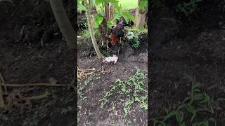 ROOSTER ATTACKED THE PUPPY😢 shorts cutebaby doglover [upl. by Moselle926]