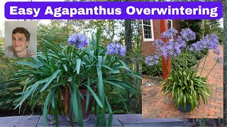 Agapanthus Winter Plant Care [upl. by Dustan]